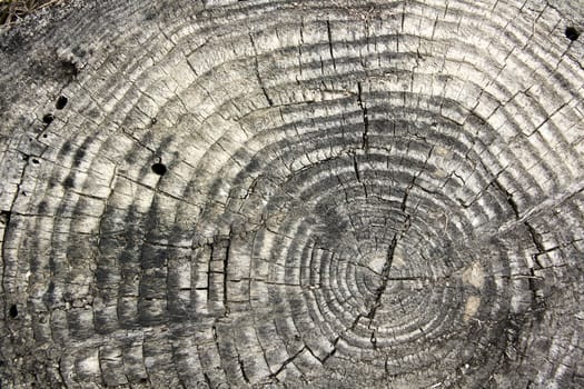 the texture of an old tree with season rings and crackes