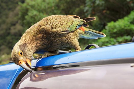 kea, a new zealand native green parrot, damaging the blue car