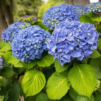 blooming bright blue flowers in the garden