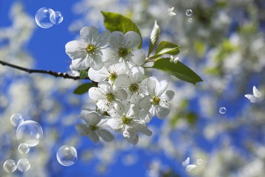 Spring flower background