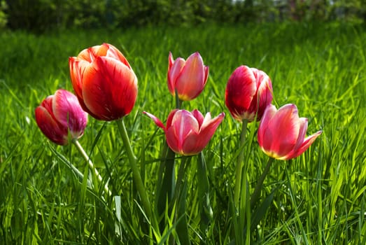 Red tulips.Spring background