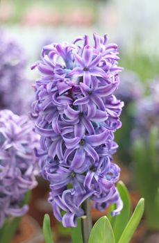 Violet hyacinth in a garden