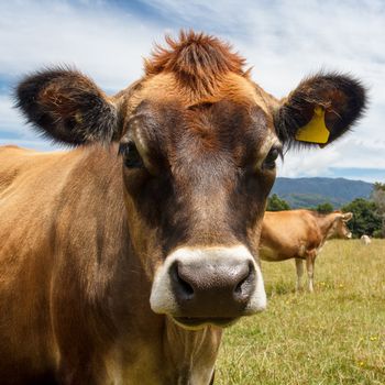 a brown cow looking straight at you