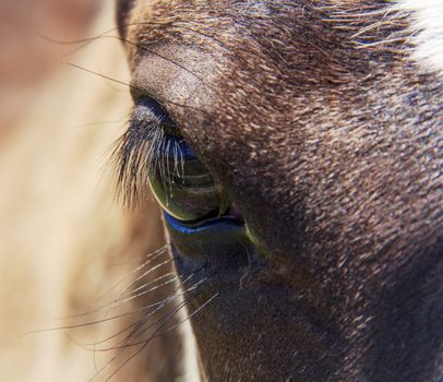 horse eye with eyelashes looking at you