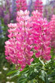 blooming pink lupines in nature, new zealand outdoor photography
