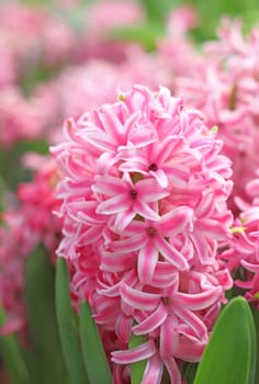 Pink hyacinth in a garden