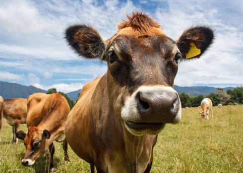 a chewing cow looking surprisingly straight into the camera