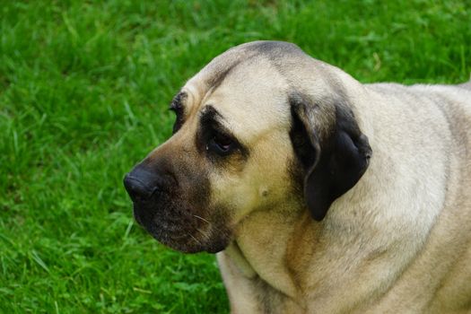 dog (cane corso)