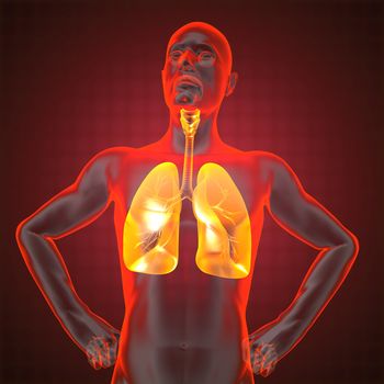 human chest radiography made in 3D