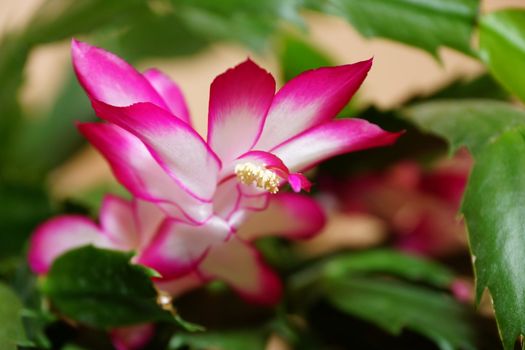 flower of Schlumbergera truncata