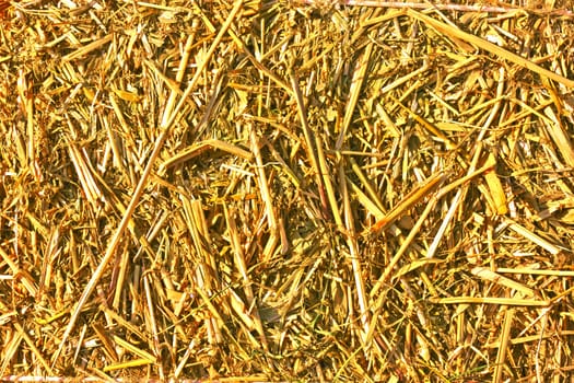 Rice straw as feed for cattle, sheep and horses
