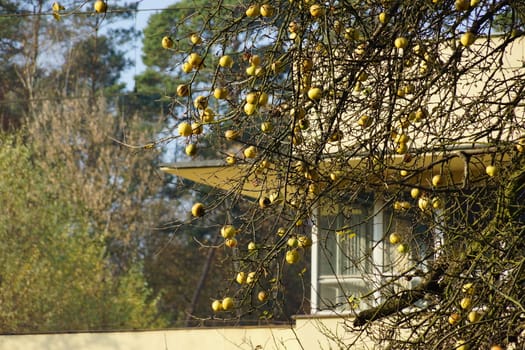 autumn tree with apples