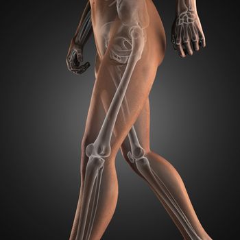 human radiography scan made in 3D