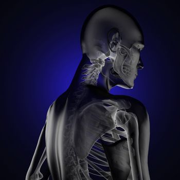 human radiography scan made in 3D