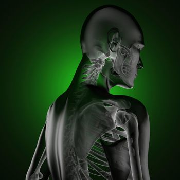 human radiography scan made in 3D