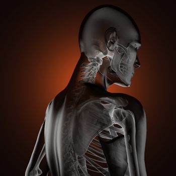 human radiography scan made in 3D