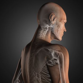 human radiography scan made in 3D