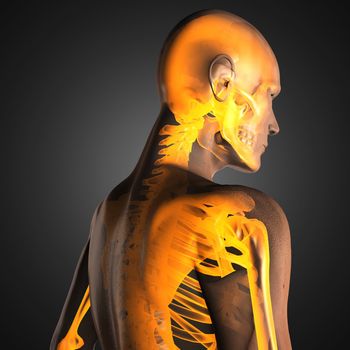 human radiography scan made in 3D