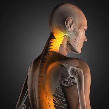 human radiography scan made in 3D