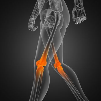 human radiography scan