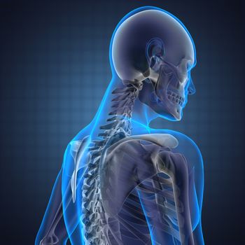 human radiography scan made in 3D