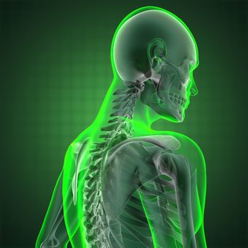 human radiography scan made in 3D