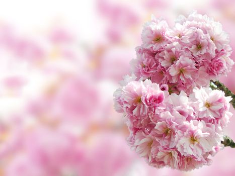 Pink Japanese cherry blossoms in springtime with copy space in the blurred background.