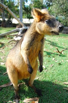 Wallaby in zoo, Lone Pine Koala Sancuary park, Australia