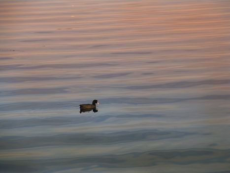 Coot in calm waters around sunset in the summertime.