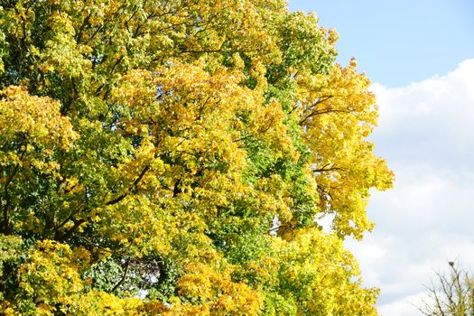 autumn tree with golden leaves