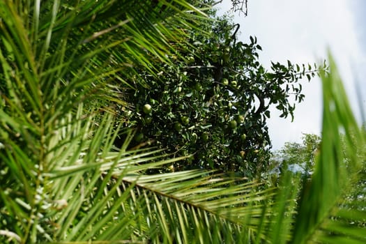 palms and apple-tree