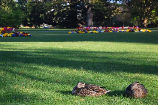 Ducks sit on grass at park, Christchurch, New Zealand