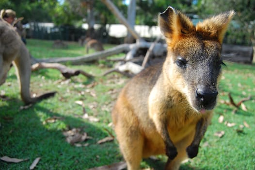 Wallaby in zoo, Lone Pine Koala Sancuary park, Australia