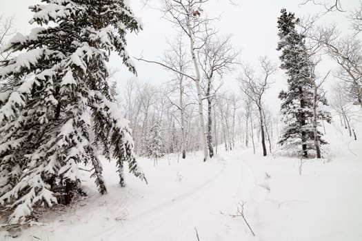 Snowy backcountry winter trail in boreal forest taiga of Yukon Territory Canada
