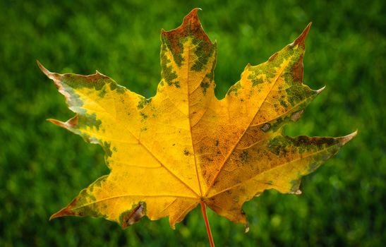 Yellow autumn leaf on green grass closeup