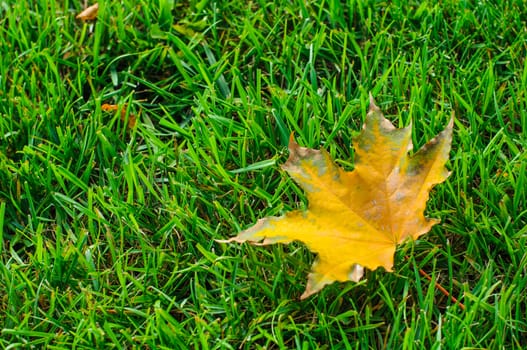 Yellow autumn leaf on green grass closeup