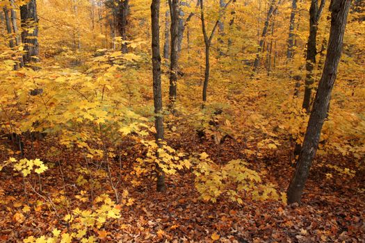 A autumn forest in full fall color.