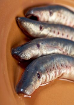 Fresh fish lamprey  on  plate. closeup