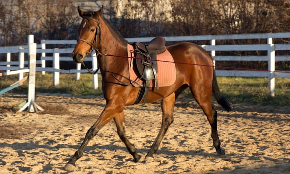 Horses brown run in leather saddle on ranch sand
