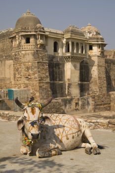 Decorated holy cow lying in front of an ancient ruined palace ((Pratap Palace). Chittaugarh, Rajasthan, India