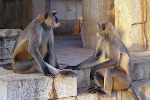 Langur monkeys on the steps of a Hindu Temple in Chittaugarh, Rajasthan, India