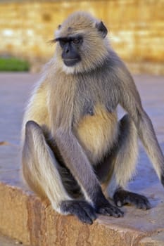 Langur monkey on the steps of a Hindu Temple in Chittaugarh, Rajasthan, India