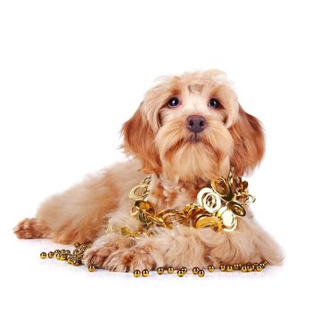 Decorative dog. Puppy of the Petersburg orchid on a white background