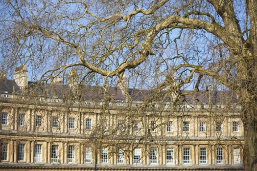 Curved terrace of Georgian Town houses in The Circus, Bath, England. Old Plane trees in foreground.