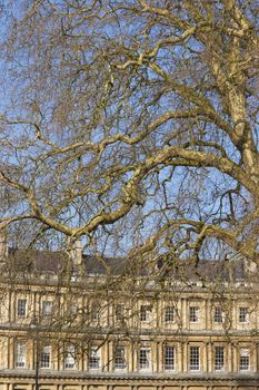 Curved terrace of Georgian Town houses in The Circus, Bath, England. Old Plane trees in foreground.