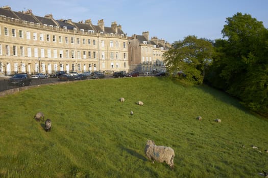 Sheep grazing in a field in front of the Georgian houses of Landsdown Crescent in the historic city of Bath in Somerset, England