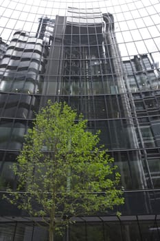 Green tree in front of a glass fronted office building in the City of London, England, United Kingdom
