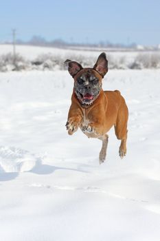 boxer breed running in big snow in a winter day
