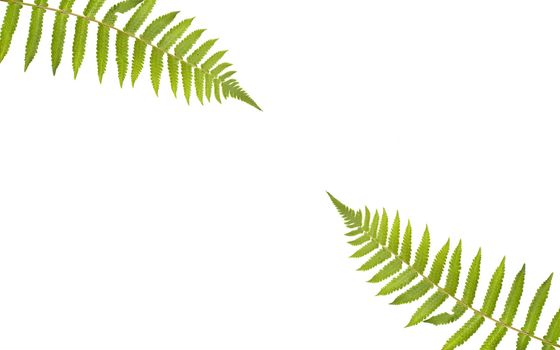 Two green leaves of fern isolated on white