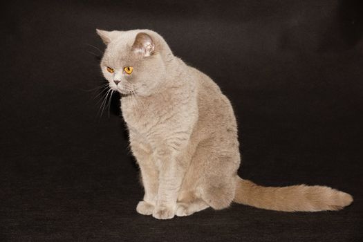 british cat on a black background